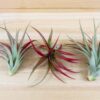 tillandsia red abdita air plants [3 pack]
