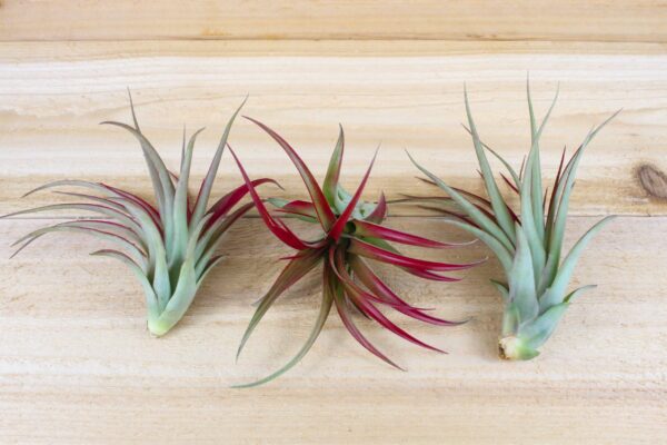 tillandsia red abdita air plants [3 pack]
