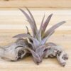 sale: 45% off large tillandsia capitata peach air plants [10 or 20 pack]