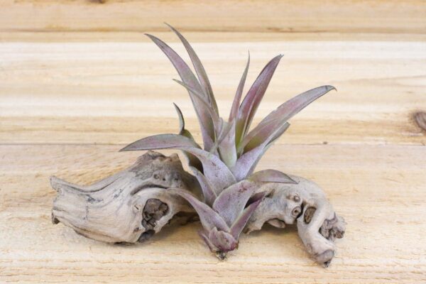 tillandsia capitata peach air plants [3 pack]