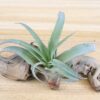 sale: 45% off large tillandsia capitata peach air plants [10 or 20 pack]