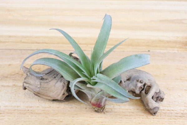 sale: 45% off large tillandsia capitata peach air plants [10 or 20 pack]