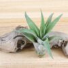 tillandsia capitata peach air plants [3 pack]