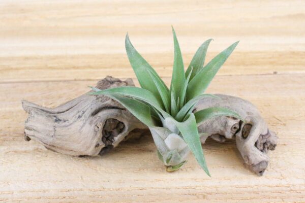 tillandsia capitata peach air plants [3 pack]