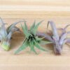 tillandsia capitata peach air plants [3 pack]