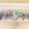 sale: 45% off large tillandsia capitata peach air plants [10 or 20 pack]