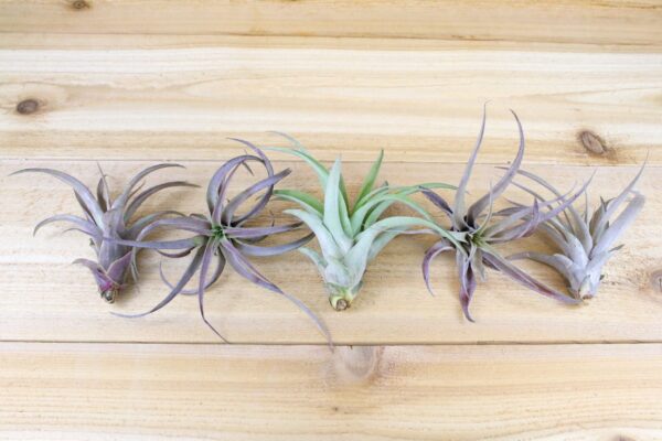 sale: 45% off large tillandsia capitata peach air plants [10 or 20 pack]