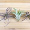 tillandsia capitata peach air plants [3 pack]