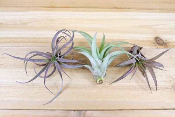 tillandsia capitata peach air plants [3 pack]