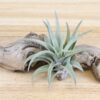 tillandsia harrisii air plants [single plant]