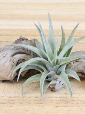 tillandsia harrisii air plants [single plant]