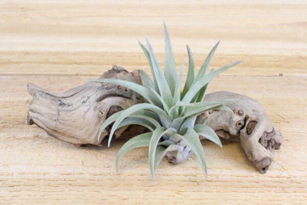 tillandsia harrisii air plants [single plant]