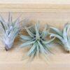 tillandsia harrisii air plants [single plant]