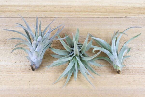 tillandsia harrisii air plants [single plant]