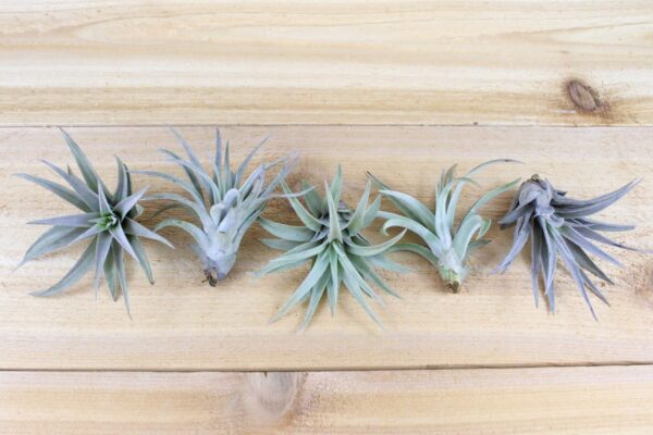 tillandsia harrisii air plants [single plant]