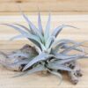 sale: 70% off tillandsia harrisii air plants [20, 30 or 50]