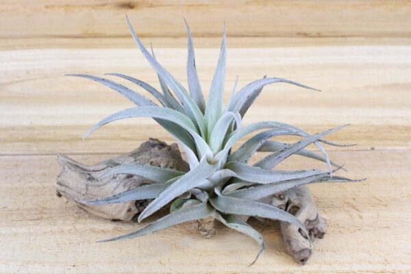 sale: 70% off tillandsia harrisii air plants [20, 30 or 50]