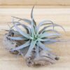 sale: 70% off tillandsia harrisii air plants [20, 30 or 50]