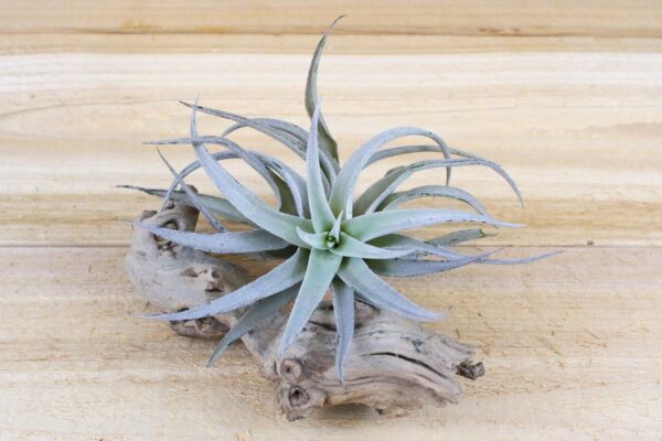 sale: 70% off tillandsia harrisii air plants [20, 30 or 50]