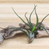 sale: 40% off wild things collection of tillandsia air plants [9 or 18 pack]