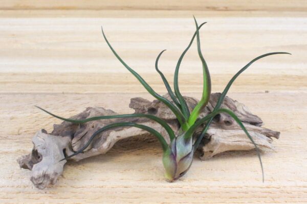 sale: 40% off wild things collection of tillandsia air plants [9 or 18 pack]