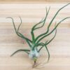wild things collection of tillandsia air plants [6 pack]