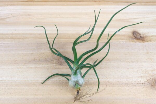 wild things collection of tillandsia air plants [6 pack]