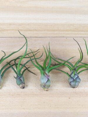 sale: 45% off tillandsia bulbosa guatemala air plants [5, 10 or 15 pack]