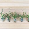 tillandsia bulbosa guatemala air plants [5 pack]