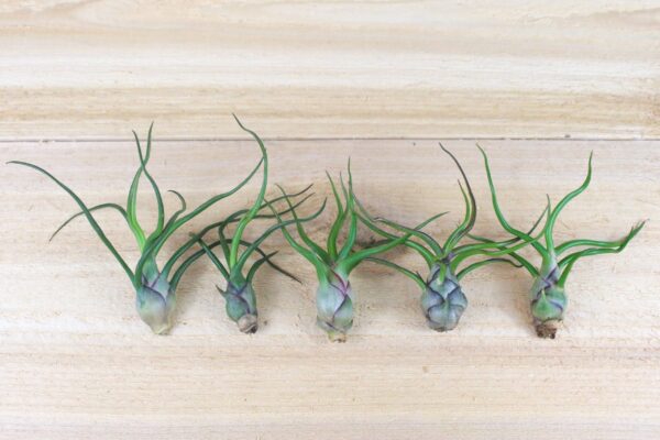 tillandsia bulbosa guatemala air plants [5 pack]