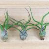 tillandsia bulbosa guatemala air plants [5 pack]