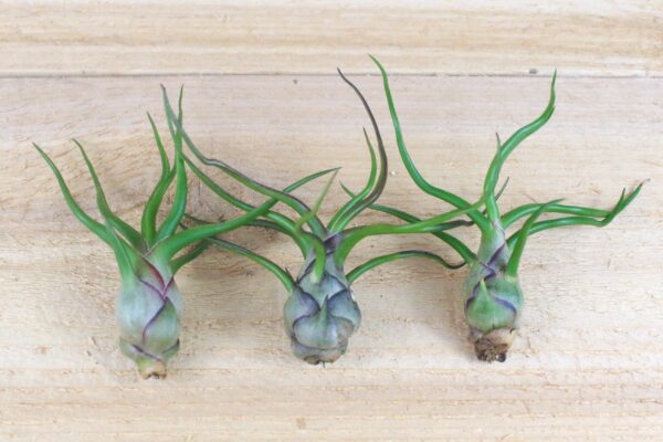 tillandsia bulbosa guatemala air plants [5 pack]