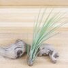 sale: 50% off tillandsia air plants of mexico [5 or 10 pack]
