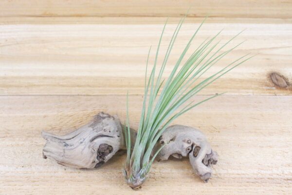 sale: 50% off tillandsia air plants of mexico [5 or 10 pack]