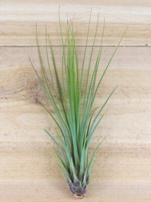 tillandsia juncifolia air plants [3 pack]