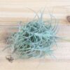 tillandsia palacea x tectorum 'sweet isabel' air plant clump [single plant]
