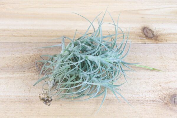 tillandsia palacea x tectorum 'sweet isabel' air plant clump [single plant]