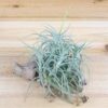 tillandsia palacea x tectorum 'sweet isabel' air plant clump [single plant]