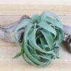 tillandsia streptophylla pure air plants collector's variety [single plant]