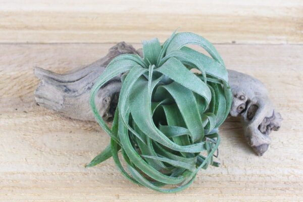 tillandsia streptophylla pure air plants collector's variety [single plant]