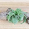 tillandsia streptophylla pure air plants collector's variety [single plant]