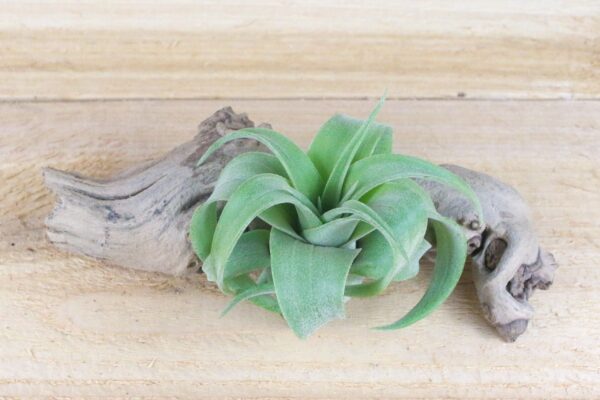 tillandsia streptophylla pure air plants collector's variety [single plant]