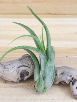 large tillandsia circinata 'paucifolia' air plants / 5 8 inches tall [1, 3 or 5 pack]
