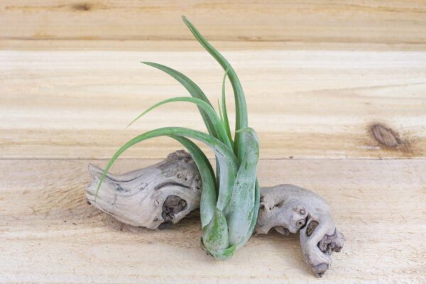 large tillandsia circinata 'paucifolia' air plants / 5 8 inches tall [1, 3 or 5 pack]