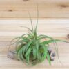collector's choice collection of 10 specialty variety tillandsia