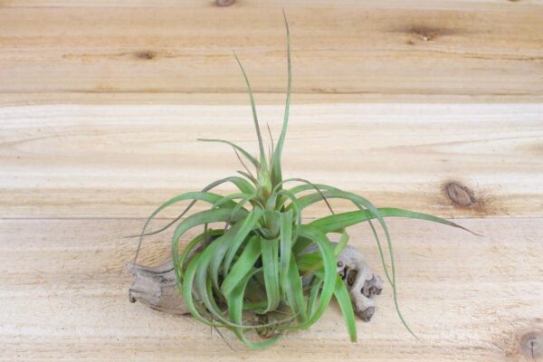collector's choice collection of 10 specialty variety tillandsia