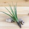 tillandsia air plant grab bag of small & medium tillandsia [6 pack]