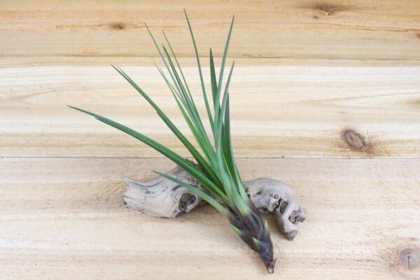 tillandsia air plant grab bag of small & medium tillandsia [6 pack]