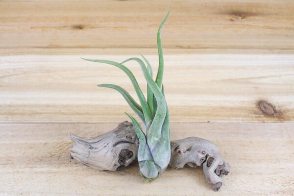 sale: 40% off wild things collection of tillandsia air plants [9 or 18 pack]