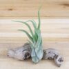 wild things collection of tillandsia air plants [6 pack]
